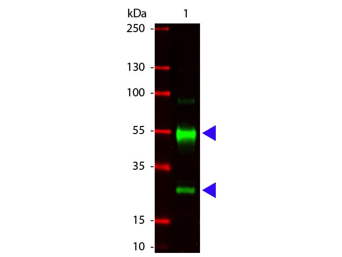 Polyclonal Goat Anti-Pig IgG Secondary Antibody (IHC, WB)