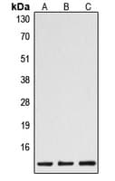 CASP1 / Caspase 1 Antibody (C-Terminus)