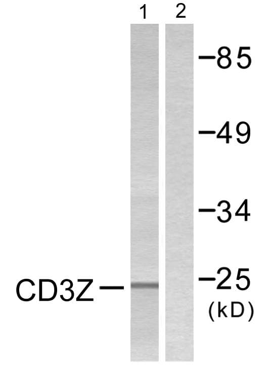 Polyclonal Rabbit anti-Human CD247 / CD3 Zeta Antibody (p42, WB)