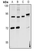 HNRNPUL2 Antibody