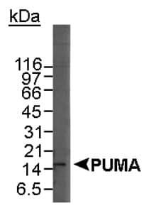 BBC3 / PUMA Antibody (C-Terminus, Biotin)