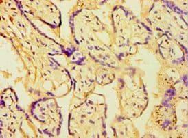 ATPIF1 / ATPI Antibody (aa26-106)