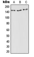 AOX1 / Aldehyde Oxidase Antibody (Internal)
