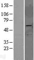 PRKAG2 / AMPK Gamma 2 Protein (Over-Expression Lysate Myc-DDK (Flag))