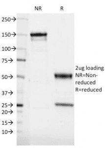 CD36 Antibody (clone 185-1G2, Azide-free, BSA-free)
