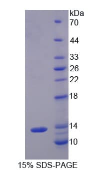 Bovine CXCL11 Protein (Recombinant His)