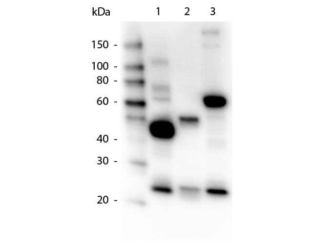 Goat Anti-Human IgG Secondary Antibody (HRP)