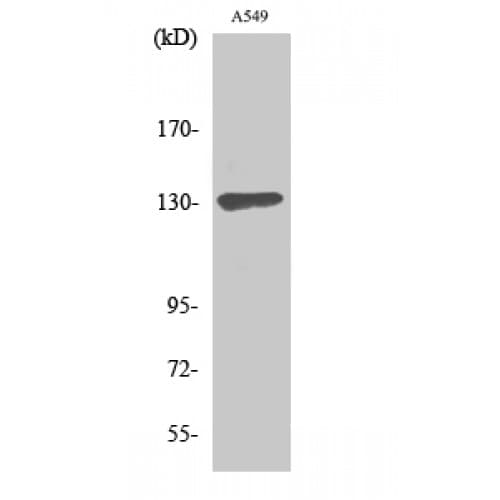SIN3B Antibody (190-270 aa, Internal)