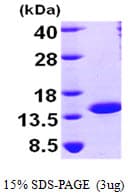 Human NUTF2 / PP15 Protein (Recombinant His)