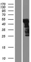 Human HUFI-2 / LRRFIP2 Protein (Over-Expression Lysate Myc-DDK (Flag))