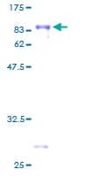 Human TCF7L2 / TCG4 Protein (Recombinant GST)