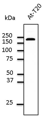 Polyclonal Goat anti-Human EEA1 Antibody (C-Terminus, IF, WB)