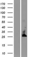 TMBIM4 / GAAP Protein (Over-Expression Lysate Myc-DDK (Flag))