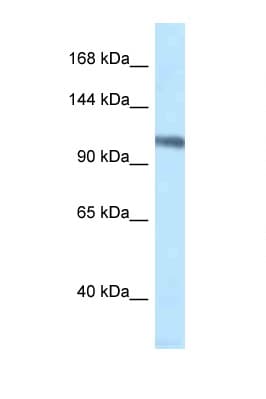 MCM4 Antibody (aa80-129)