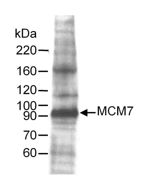 MCM7 Antibody (aa300-350)