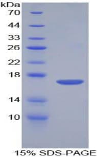 Mouse CORIN Protein (Recombinant His-T7)