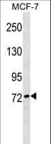SIGLEC10 Antibody (aa667-695)