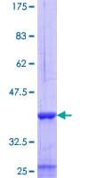 Human CD45 / LCA Protein (Recombinant GST, N-terminus)
