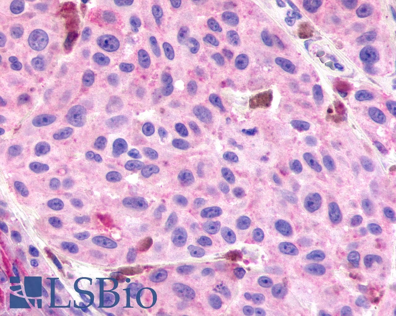 PathPlus™ RXFP3 Antibody (Cytoplasmic Domain)