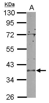 RCL1 Antibody