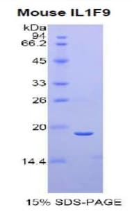 Mouse IL1F9 Protein (Recombinant His)