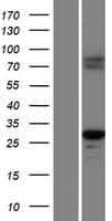 CASP1 / Caspase 1 Protein (Over-Expression Lysate Myc-DDK (Flag))