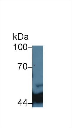 IDH1 / IDH Antibody (Biotin)