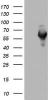NAB1 Antibody (aa237-487, clone OTI4F11)