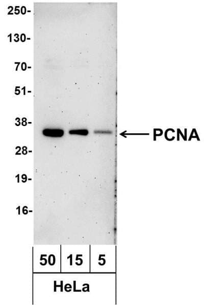 PCNA Antibody (aa225-C-term, Biotin)