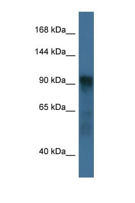 Polyclonal Rabbit anti-Mouse ATG9A Antibody (aa443-492, WB)