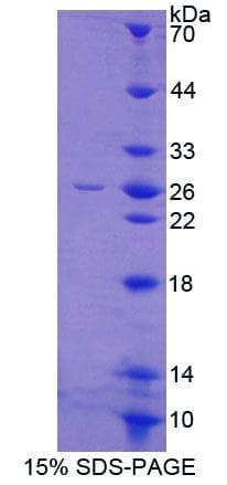 Mouse GFRA2 Protein (Recombinant His-T7)