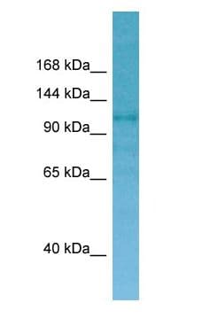 CNKSR2 Antibody (aa881-930)