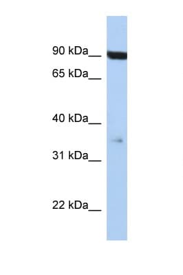 CD95 / FAS Antibody (C-Terminus)