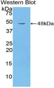 CD40L Antibody (aa113-261)