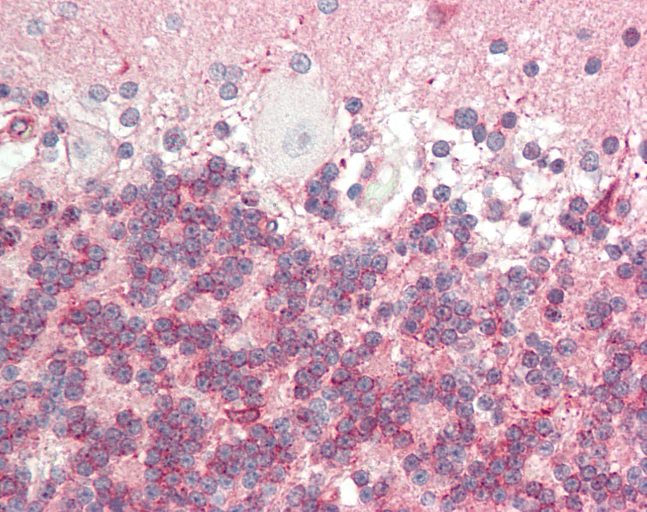 TUBB3 / Tubulin Beta 3 Antibody (C-Terminus)