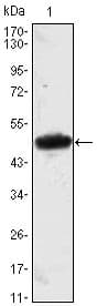 MESP1 Antibody (clone 1A3)
