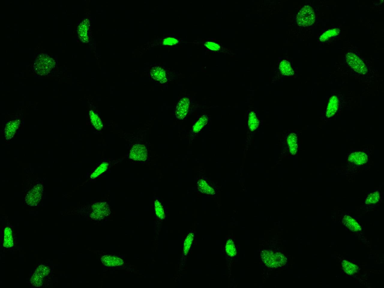 CBX3 / HP1 Gamma Antibody