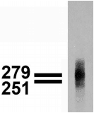 Monoclonal Mouse anti-Mouse CACNA1G / Cav3.1 Antibody (clone S178A-9, IHC, WB)