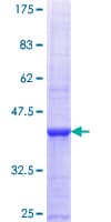 Human FCRL5 / CD307 Protein (Recombinant GST, N-terminus)