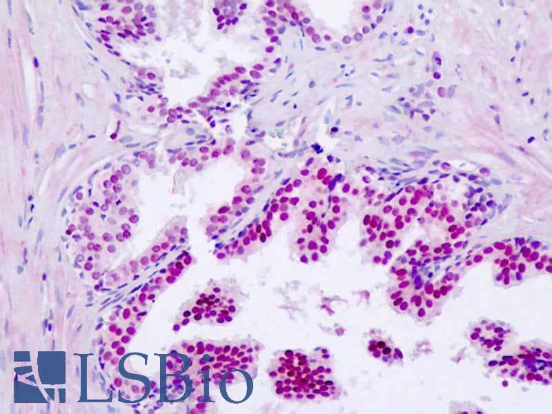 IHC-plus™ BHLHE41 / BHLHB3 / SHARP1 Antibody (aa1-50)