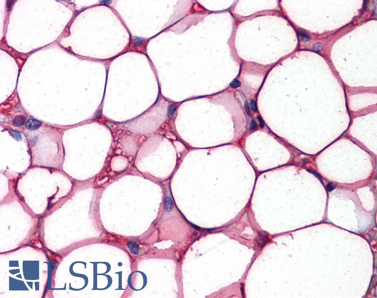 IHC-plus™ FABP4 / AP2 Antibody (Tyr20)