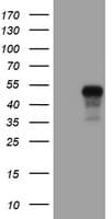 SERPINE2 / Nexin Antibody (clone OTI6F3, Carrier-free)