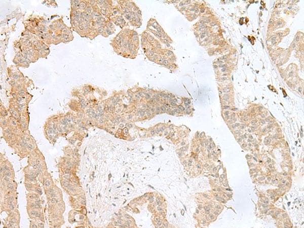 PSMA4 Antibody