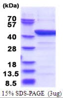 Human IDO1 / IDO Protein (Recombinant His)