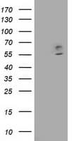 CNDP1 Antibody (clone OTI2D2, Carrier-free)