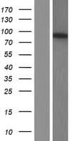 Human PDE4D Protein (Over-Expression Lysate Myc-DDK (Flag))