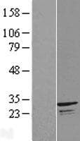 INF2 Protein (Over-Expression Lysate Myc-DDK (Flag))