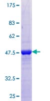 Human PARK7 / DJ-1 Protein (Recombinant GST)