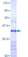 Human ITGA9 / Integrin Alpha 9 Protein (Recombinant GST, N-terminus)