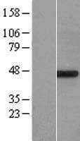 POFUT1 Protein (Over-Expression Lysate Myc-DDK (Flag))